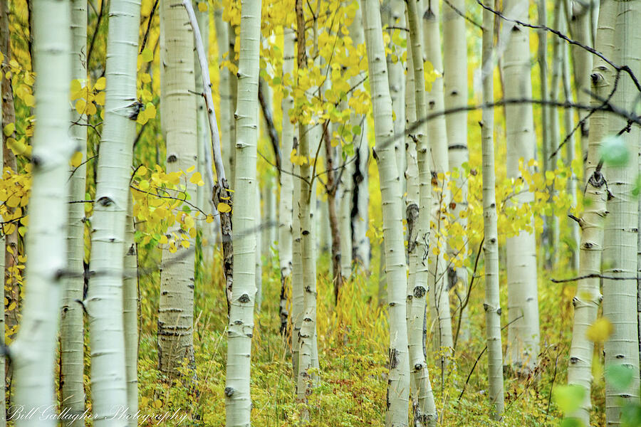 the_gallaghers1's tweet photo. Forest Through The Trees https://t.co/9sRGORUTjh
https://t.co/gxG4UMX2KT
#ForestThroughTheTrees #BillGallagherPhotography #AspenStand #Trees #Autumn #FallColors #BuyIntoArt #AYearForArt https://t.co/mYQ3XUzSv0