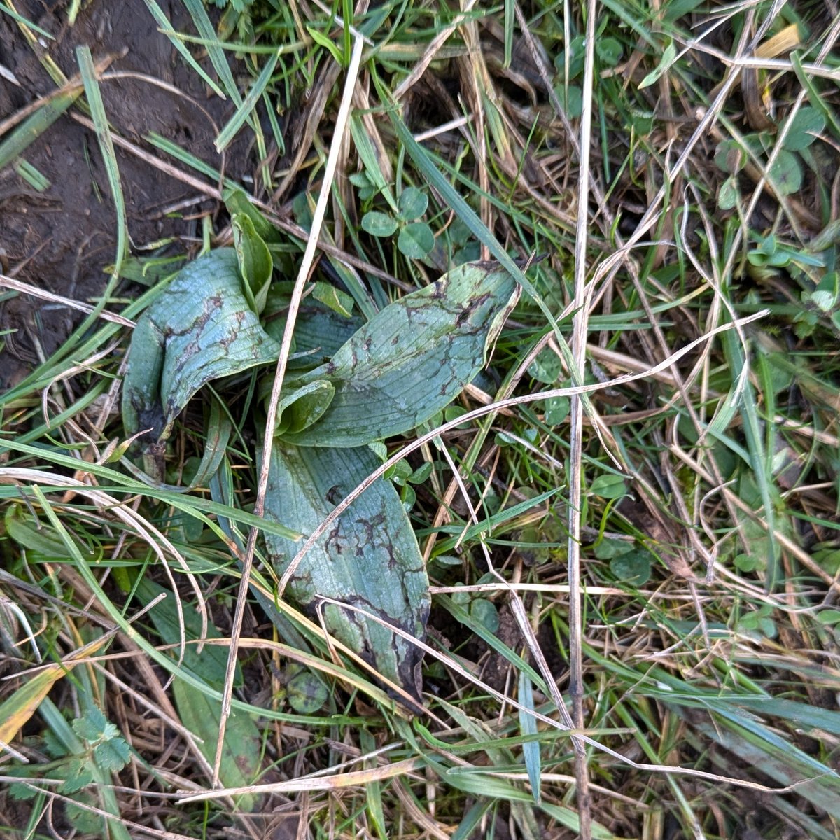 It's a bit battered and trodden on, but this is a promise of next summer ☀️Bee Orchid rosettes are identifiable all winter, and they turn up in all sorts of places, so keep an eye out!