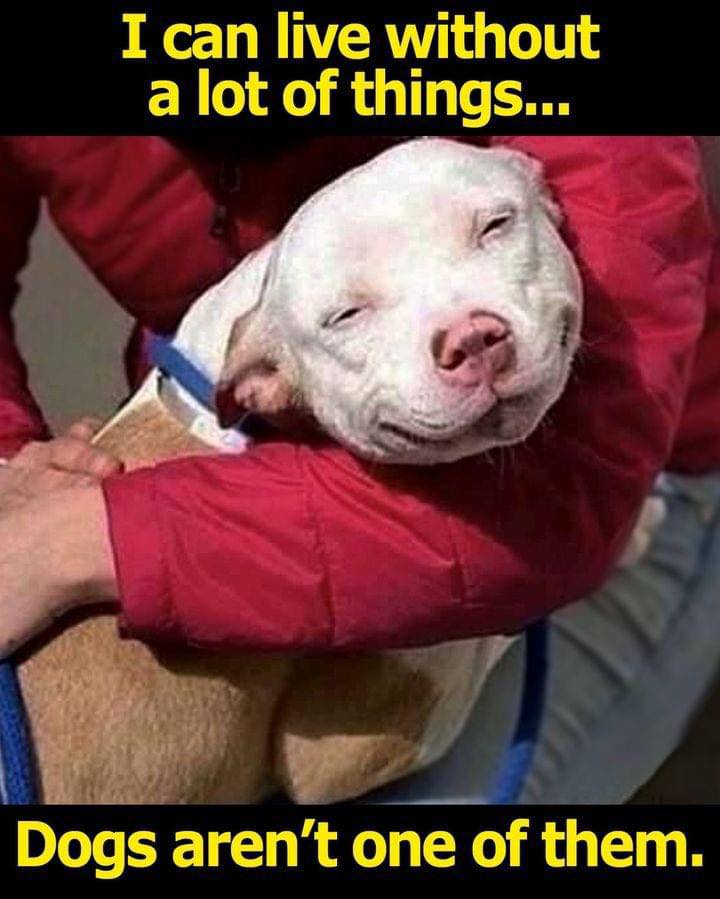 DogLovers03's tweet photo. https://t.co/djTtGVnz9e