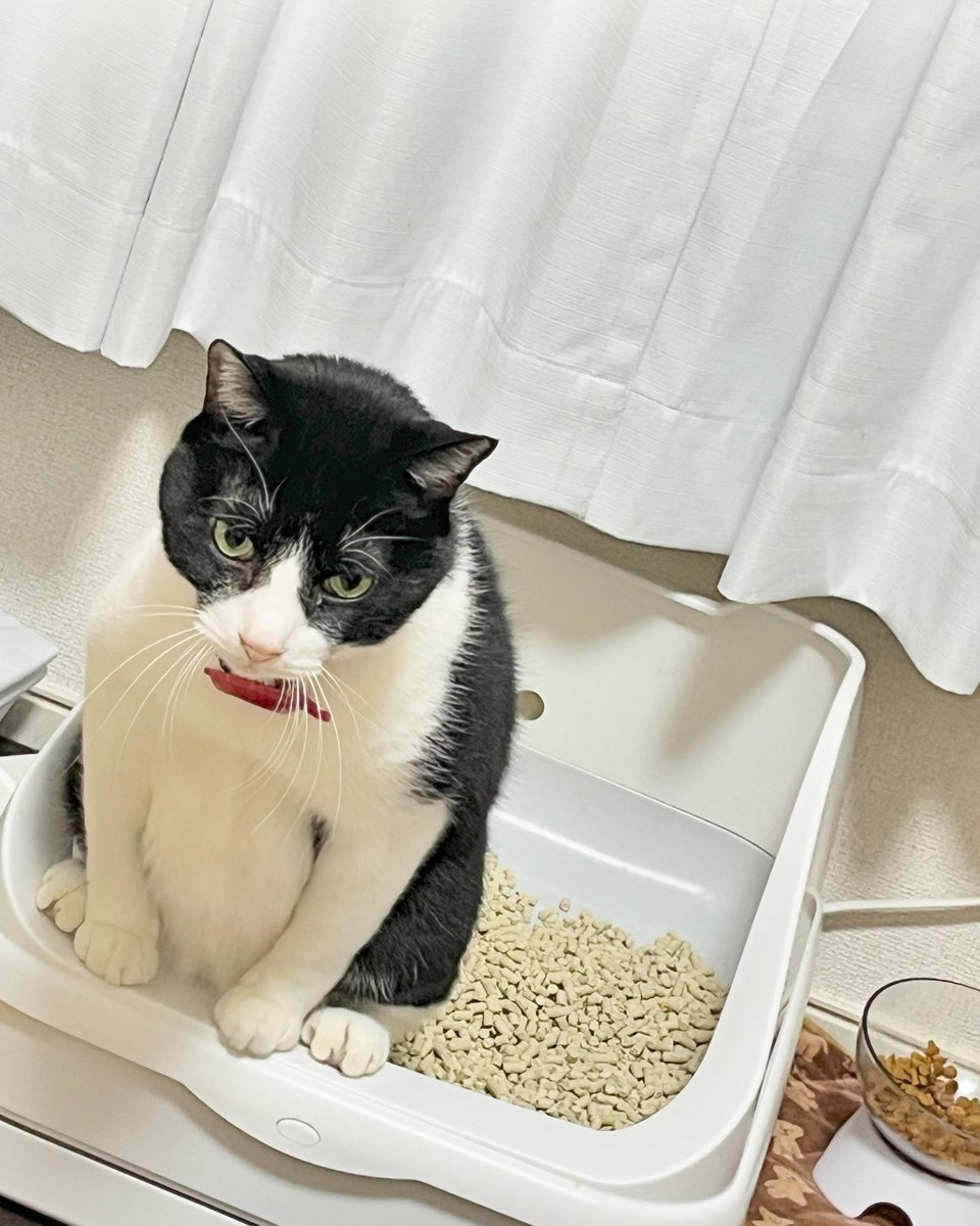 紫苑@オカメインコ迷子 tweet media