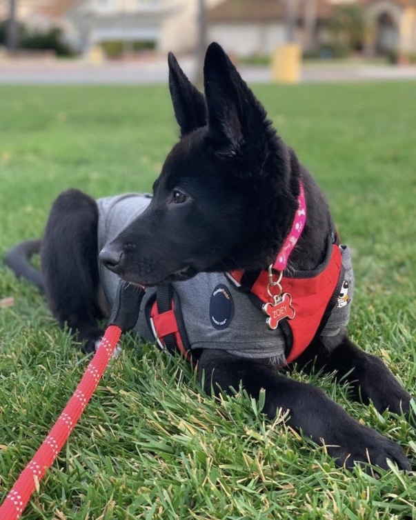 Can you say model? Zoey is looking extra stylish in her harness and classic ThunderShirt 😍

📸: emmanzoey