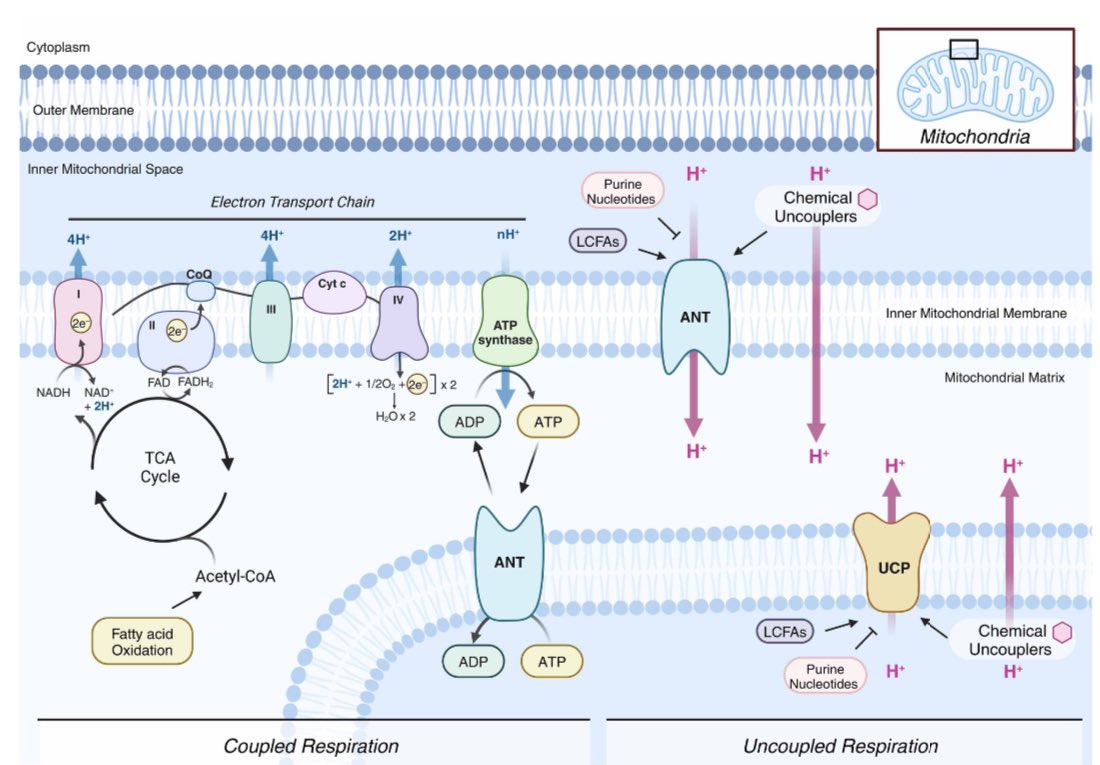 Niki F. Brisnovali (@nfbrisnovali) on Twitter photo Check out our new review on mitochondrial uncouplers in <a href="/Biochem_Journal/">Biochemical Journal</a> <a href="/PPPublishing/">Portland Press</a> Check out our new review on mitochondrial uncouplers in <a href="/Biochem_Journal/">Biochemical Journal</a> <a href="/PPPublishing/">Portland Press</a>
