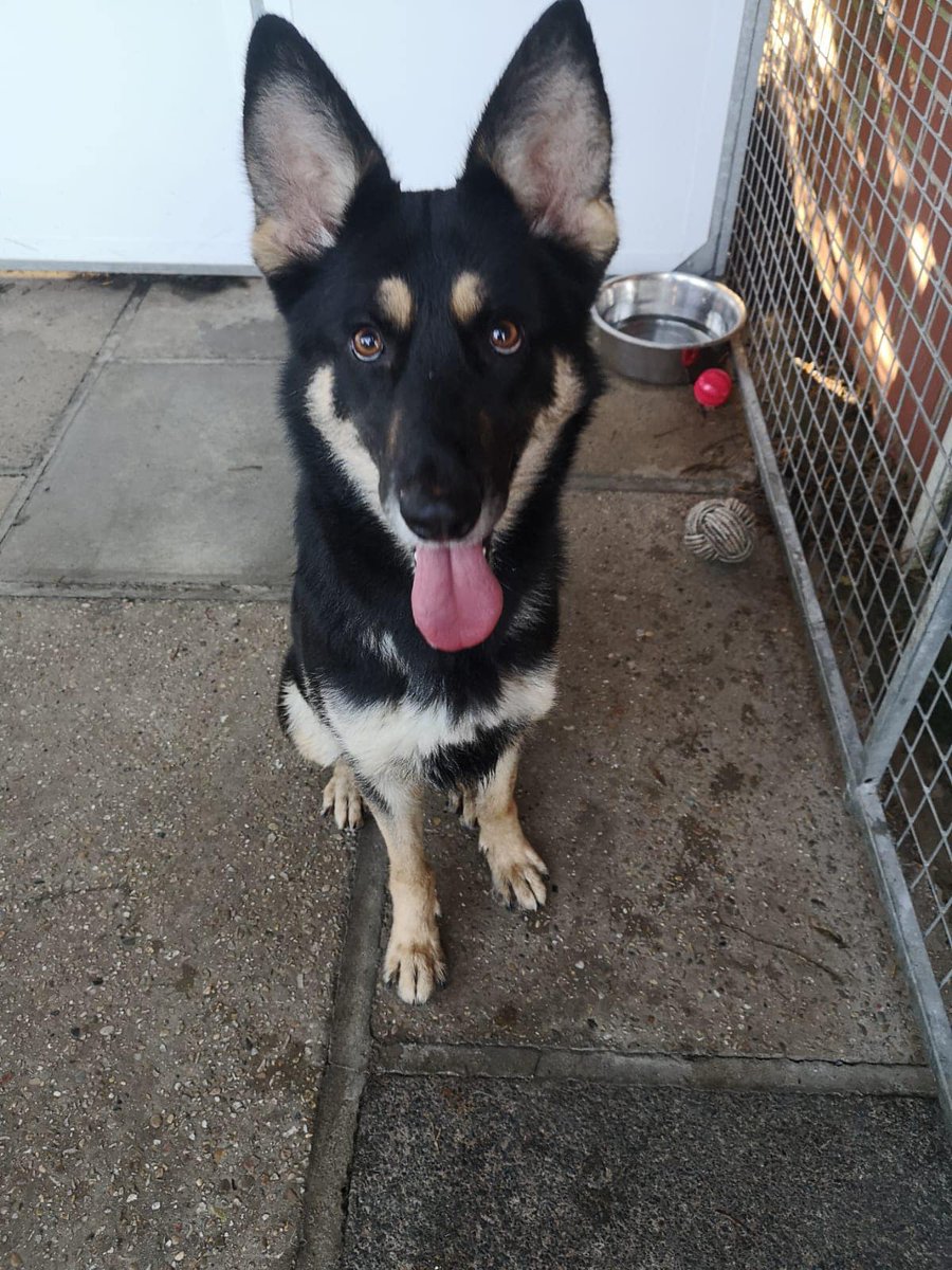 Urgent, please retweet to help find the owner or a space in a rescue shelter for this stray/abandoned dog #ENGLAND North West 🆘
Female cross breed approx 5 years old. She is friendly and full of energy and isn’t bothered about the other dogs.  Due out of the pound 10/12 If not