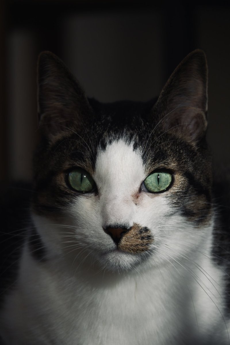 niko_zfc's tweet photo. 実家の猫に被写体になっていただいた。

#Nikon #Zfc #nikonzfc
#写真好きな人と繋がりたい
#キリトリセカイ #photography
#猫のいる暮らし #猫 #cat https://t.co/GcRQ0upzhH