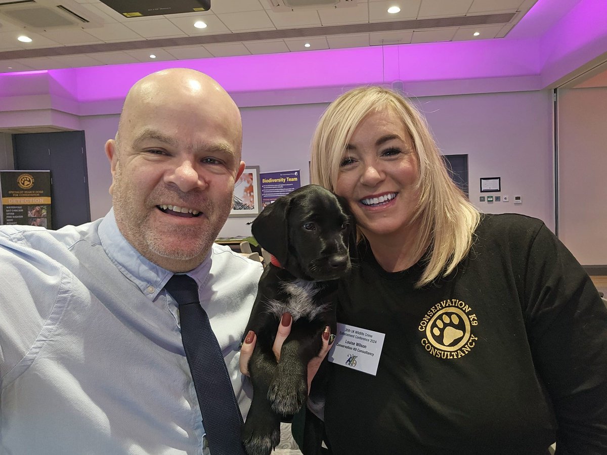 Bat Conservation Trust (@_bct_) on Twitter photo Our wildlife crime officer, Mark, is at the 35th UK Wildlife Crime Enforcement Conference and met the 1st Wildlife Crime sniffer dog in training, named Pudding, and Louise from <a href="/Vk9consultant/">ConservationK9sUK</a>. Dogs are used in wildlife detection and monitoring and can even find bat carcasses. Our wildlife crime officer, Mark, is at the 35th UK Wildlife Crime Enforcement Conference and met the 1st Wildlife Crime sniffer dog in training, named Pudding, and Louise from <a href="/Vk9consultant/">ConservationK9sUK</a>. Dogs are used in wildlife detection and monitoring and can even find bat carcasses.