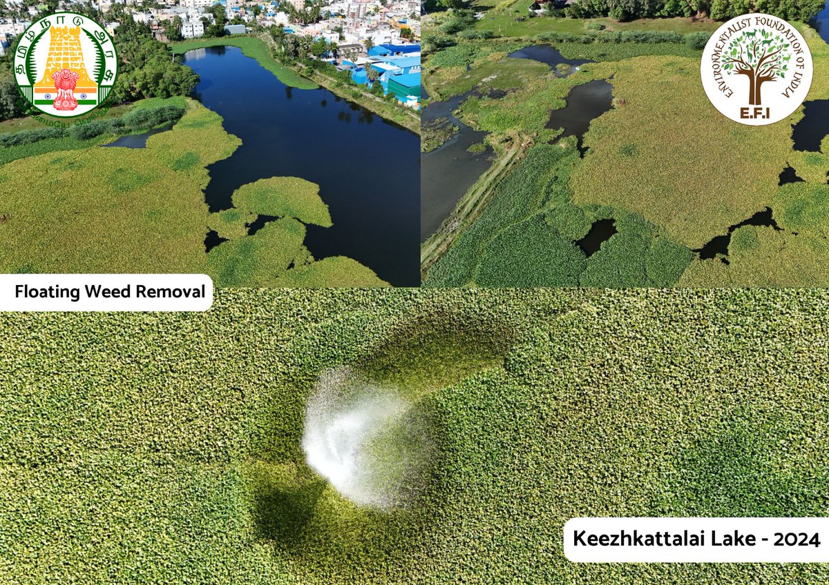 ArunEFI's tweet photo. #KeezhkattalaiLake #Chennai. A restored lake with persistent challenges. Non-stop efforts on. #CycloneFenjal damages being cleared through a floating buoy.
#JoinTheGangToCleanTheTank
@EFIVolunteer https://t.co/UU6hbQ0qtt