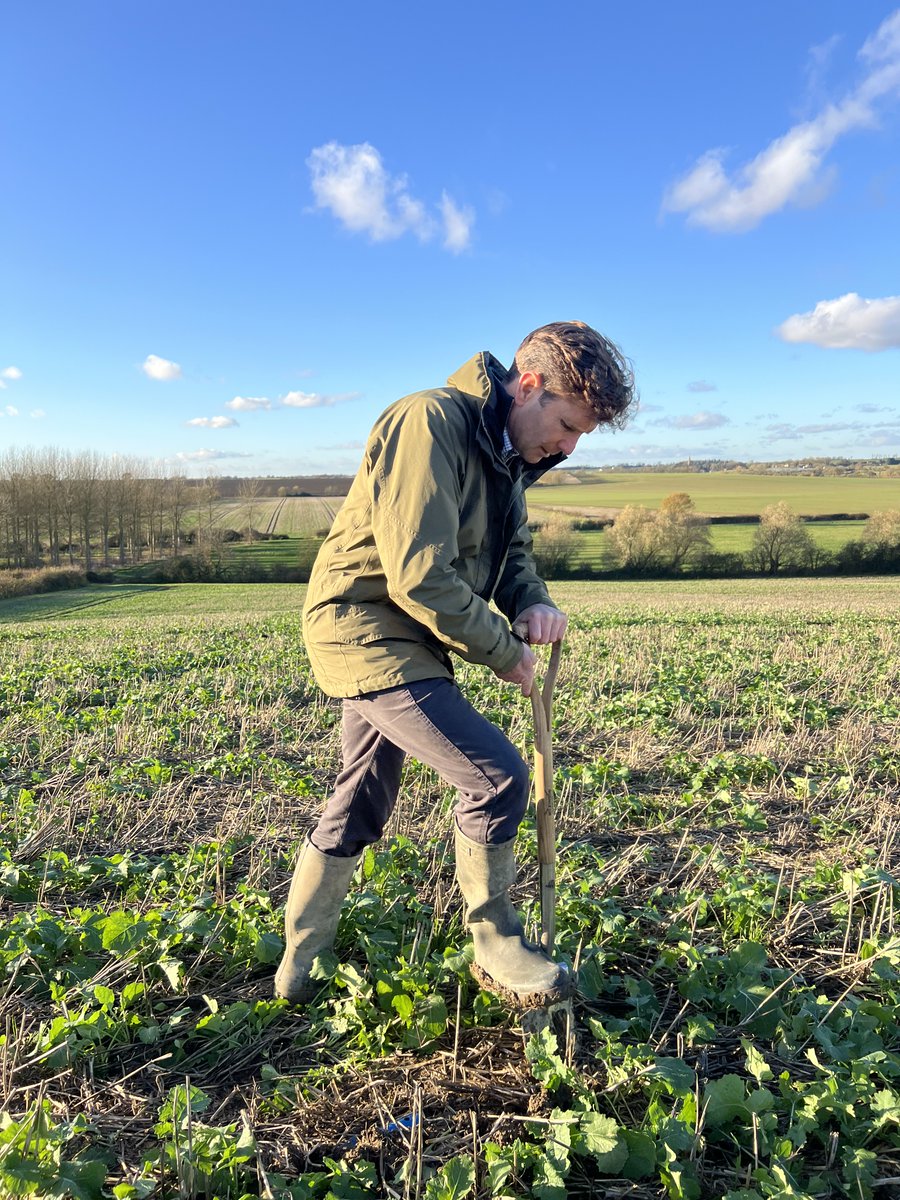 🌽🌾🪱 Farrington Oils are soil champions!

On this #WorldSoilDay we wanted to highlight the story  of Farrington Oils, our friends and regenerative agriculture partners in the UK.🧵⬇️

«The motto on our farm is ‘healthy soil = healthy oil’ and as such we place a huge emphasis on