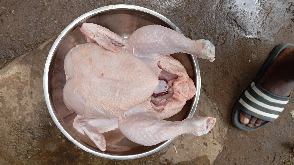 MindfulOma's tweet photo. Please, I have matured (3months+) broiler birds for sale..

#20,000

The location is Port Harcourt, Rivers state..

It can be dressed for delivery..

Cc: @Sabinus1_
@iDanDizzy https://t.co/oPFPuTFX6M