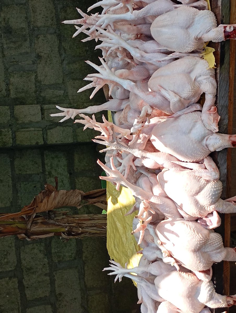 MindfulOma's tweet photo. Please, I have matured (3months+) broiler birds for sale..

#20,000

The location is Port Harcourt, Rivers state..

It can be dressed for delivery..

Cc: @Sabinus1_
@iDanDizzy https://t.co/oPFPuTFX6M