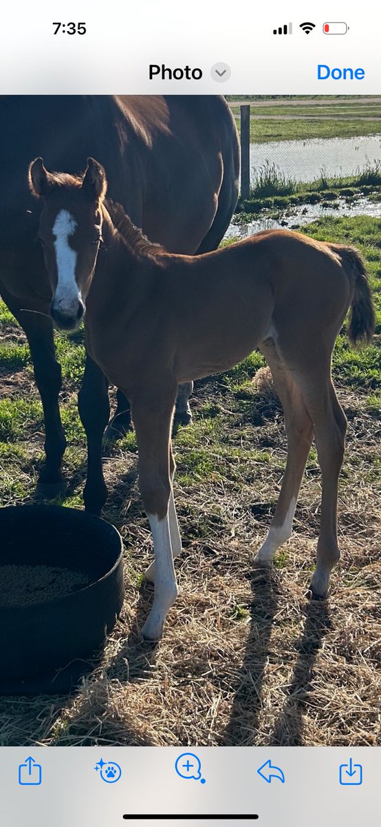 Santa came early at <a href="/MotreeTasmania/">Motree Thoroughbreds</a> … Our star filly Ms Tasmania is a big sister after mum Breathtaking delivered this very healthy, very blingy filly by Stratosphere over the last couple of days!! Sure to be exciting the day she graces the sales ring!