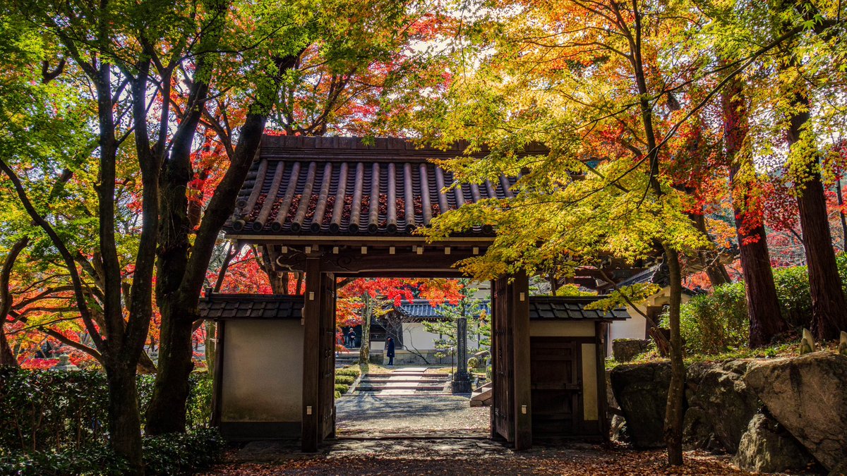 torimoaezu's tweet photo. #紅葉
#西教寺
滋賀県 https://t.co/Pe9C7kSCov