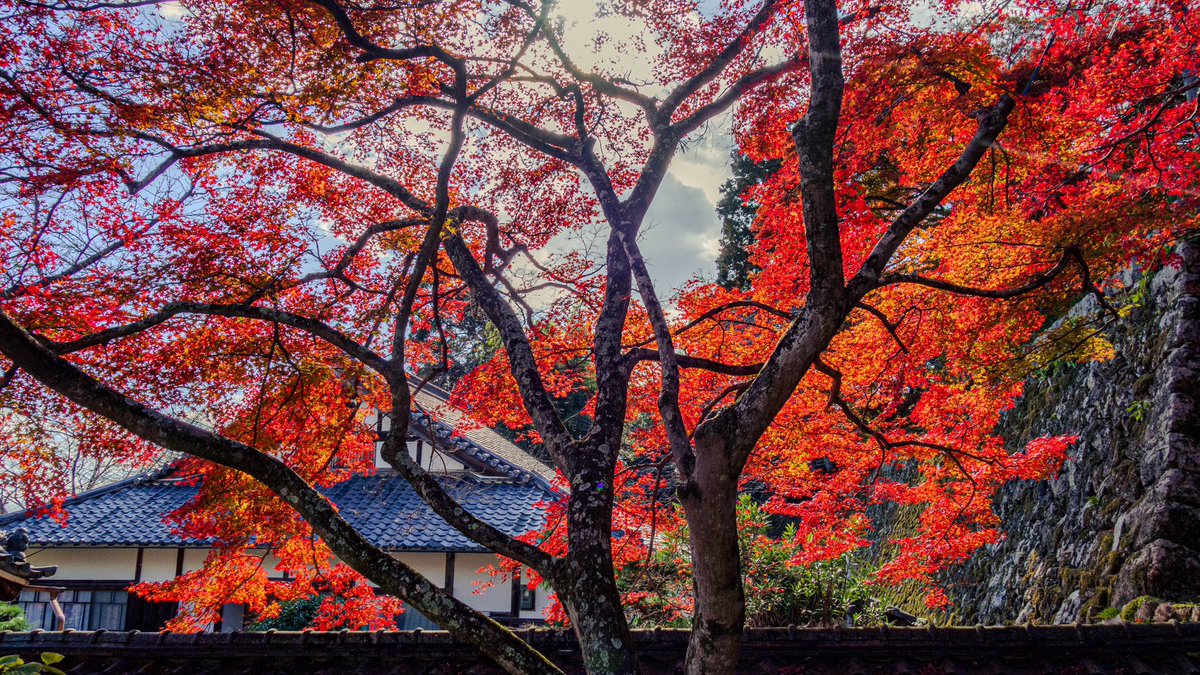 torimoaezu's tweet photo. #紅葉
#西教寺
滋賀県 https://t.co/Pe9C7kSCov
