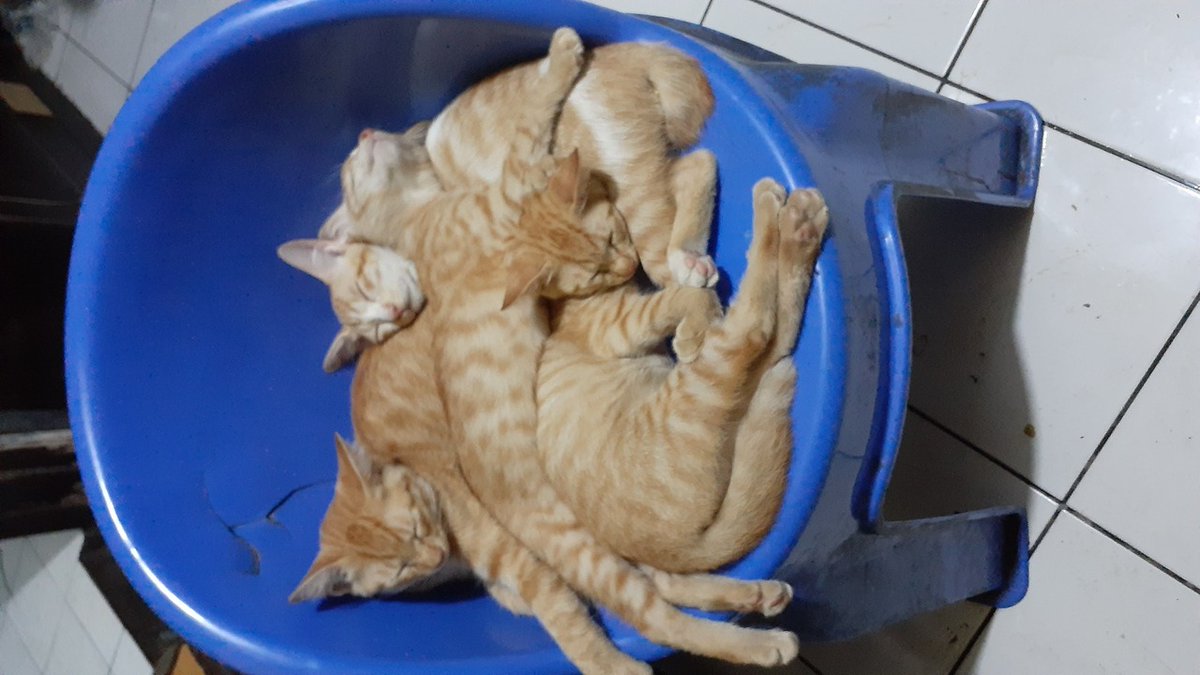 petsfess's tweet photo. Pets! Salah satu dari mereka harus pergi duluan ke jembatan pelangi, sedih banget karena luka di tangan babu belum ilang tapi Aming nya udah ngga ada, we will miss you Aming♡ https://t.co/o80cqbdsf5