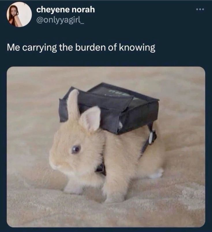 RabbitEveryHour's tweet photo. https://t.co/WSHKPehOrU