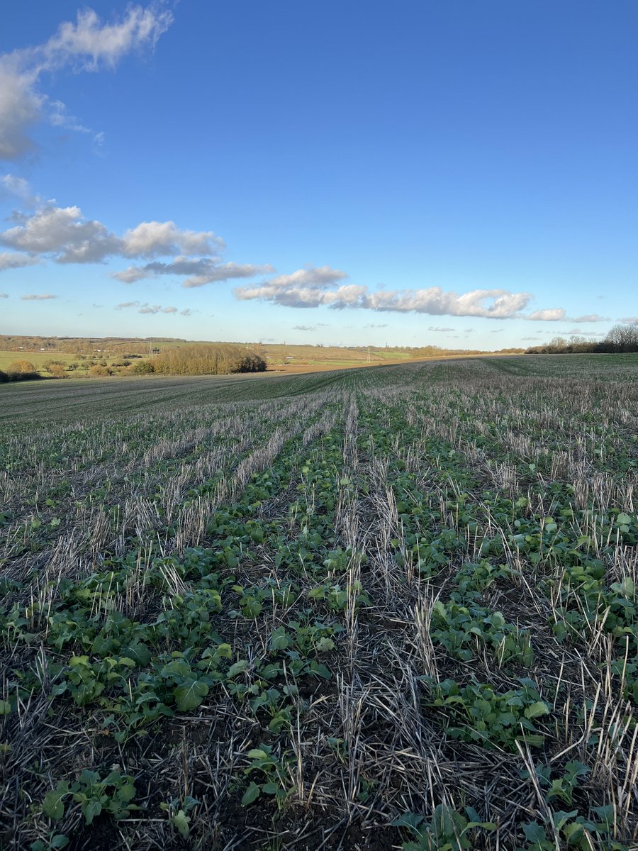 «Put simply, we think soil is amazing and we want to do everything in our power to help it thrive. We don’t plough to ensure our soil can store as much carbon as possible. We use cover crops to keep the soil covered, adding more organic matter when needed. And we use a wide