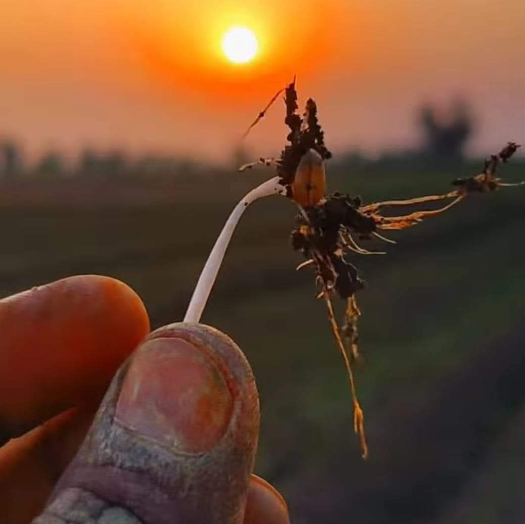 एक दाने के बदले हजारों दाने वापिस करती हैं!
सच में खेती से बड़ा कोई बैंक नहीं देखा मैंने!!

#GoodEvening 
#Farmer
#किसान