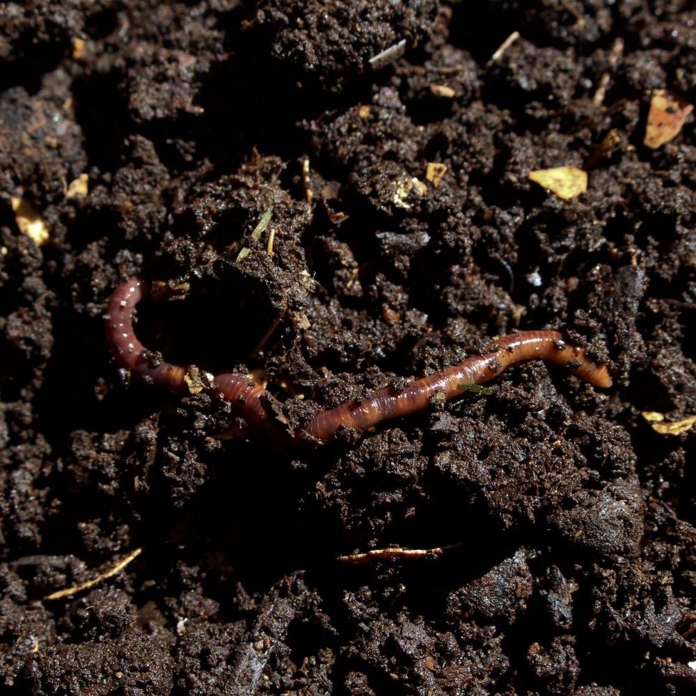 allotmentonline's tweet photo. Today is World Soil Day! 🌱

What measures do you take to preserve or enrich your soil for healthy produce? 

https://t.co/GkACbpqKPa

#worldsoilday #soilprep #soilenriching #biodiversity #ecosystems #allotmentsoil https://t.co/jVJNNy6jj1