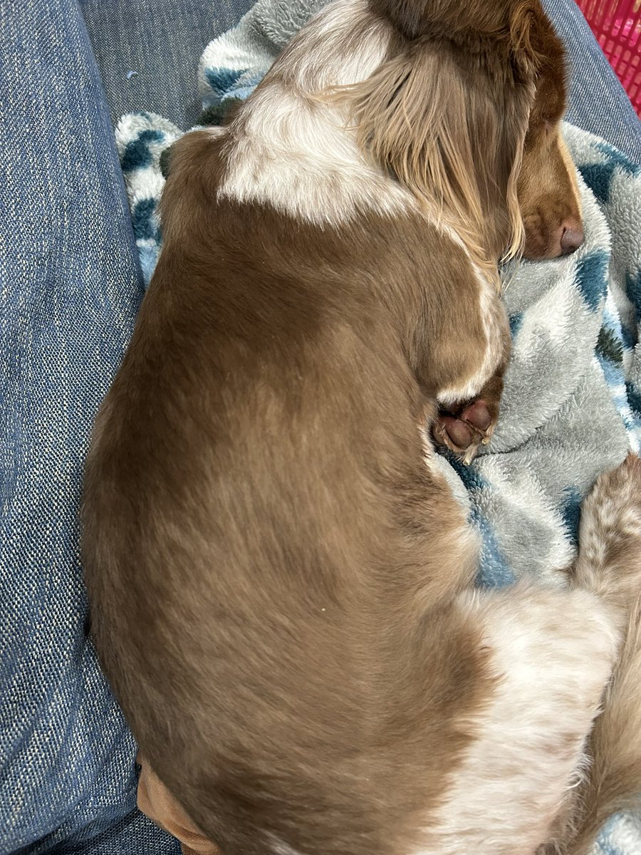 何て言うか、太ってる背中がこんに
「愛おしい」って感じるのって🐶本当無条件に愛してるって事よね。