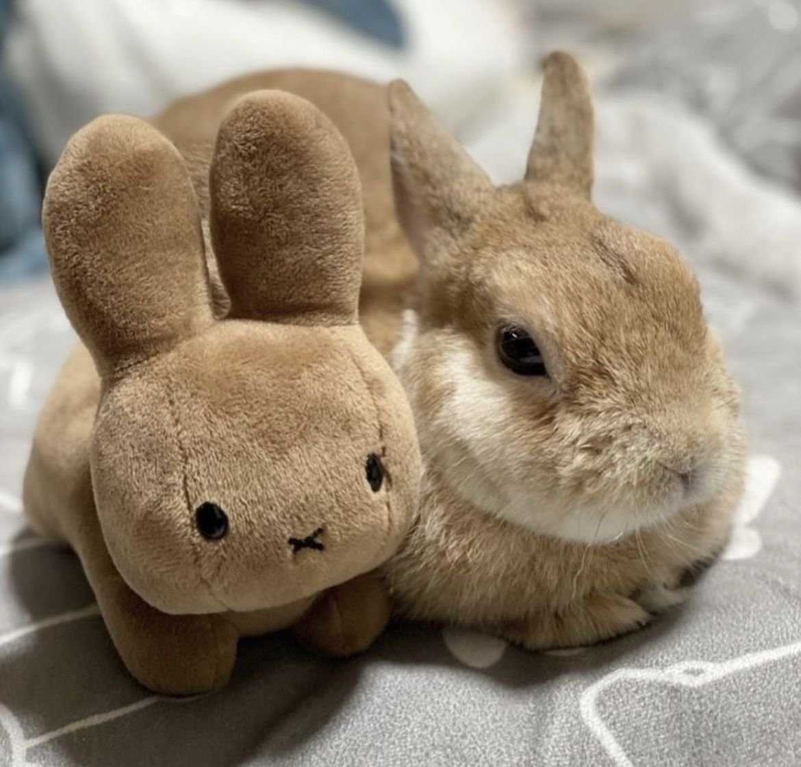 RabbitEveryHour's tweet photo. https://t.co/UGFzOvpyYk