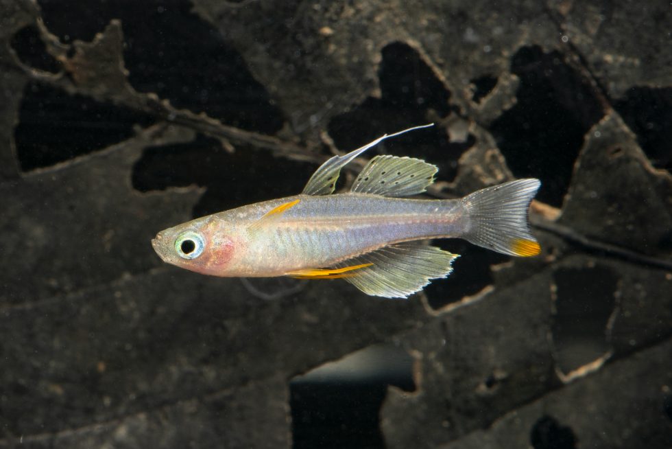 FishInTheNews's tweet photo. #𝑃𝑠𝑒𝑢𝑑𝑜𝑚𝑢𝑔𝑖𝑙 𝑝𝑎𝑠𝑘𝑎𝑖, rediscovered after 40 years!

Ok Tedi Mining Ltd recently recorded 102 different fish species along the #FlyRiver’s mid-estuary to its #Kiunga Port, PNG.

Link - https://t.co/d8IL3PtxUa

#Rainbowfish #AquariumHobby #Conservation #Freshwater https://t.co/POplgAALKW