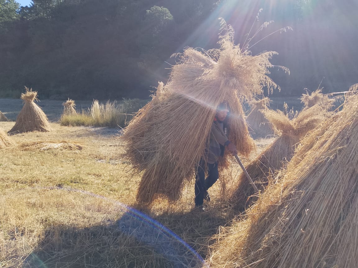 🚜 Por primera vez en #Hutizilac la trilla de avena forrajera se realiza con trilladora, adquirida con recursos propios del municipio y aportaciones de productores. Antes la recolección de semilla se hacía de manera tradicional mediante el pisoteo de animales.
#LaTierraQueNosUne