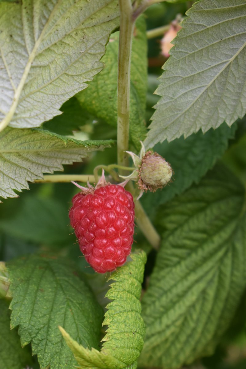 globalplantgen's tweet photo. Glen Dee – A Grower’s Favourite Raspberry!
Glen Dee is ideal for fresh and processing markets, delivering high returns for growers.
Speak with Jamie about the opportunities with Glen Dee – jamie@globalplantgenetics.com
#GlenDeeRaspberry #BerryInnovation #GlobalPlantGenetics https://t.co/OG9bpe9ZDS