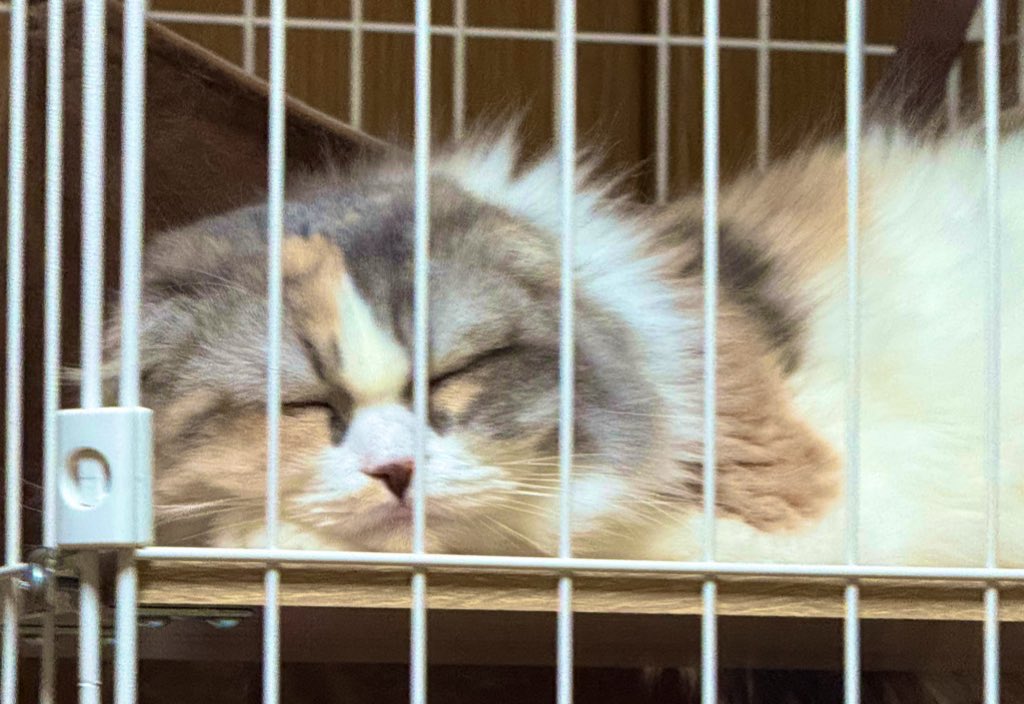 4869_Maybe's tweet photo. 飼い猫ちゃんと一緒お昼寝出来て満足( ¯﹀¯ )
#スコティッシュフォールド 
#飼い猫と素敵な一日 https://t.co/JpDMnX0P7I