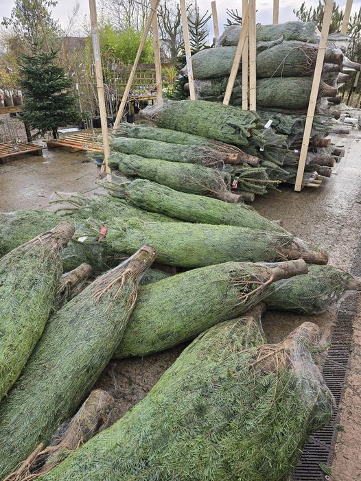 Lakesidepc's tweet photo. New batch of trees being unloaded.
#Christmas #Trees #Festive #Lakeside https://t.co/aLYkC564Je