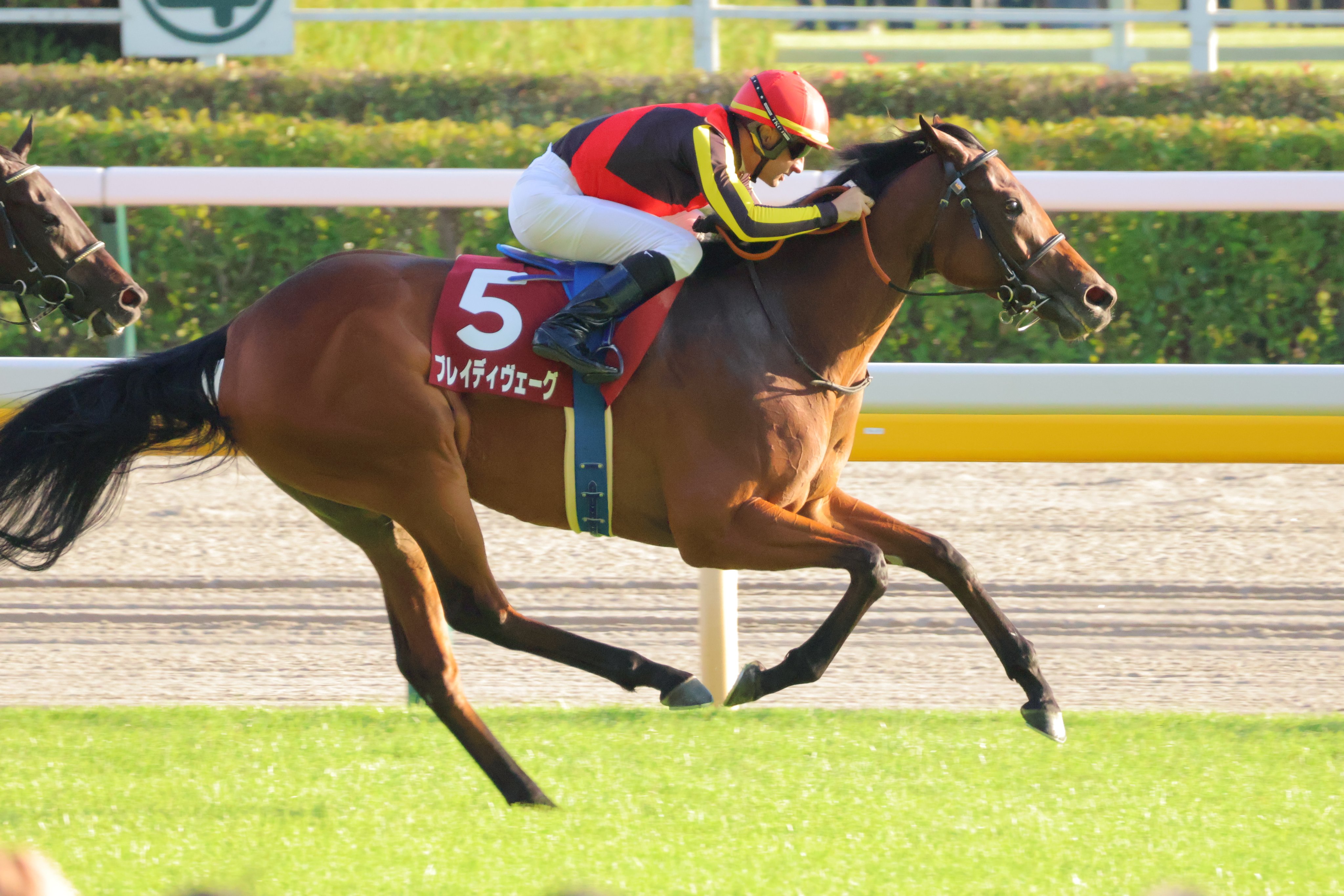 早い者勝ち❗️ mqdefault.jpg