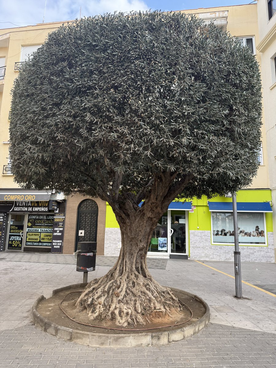 BadToxic's tweet photo. #DiscoDeer in #Motril (#ship #NorwegianPearl).
#tree #trees #Baum #palmtrees #Palmen #flowers #Blumen #Reh #DiscoReh #cruiseShip #cruise #Kreuzfahrt #Schiff #vacation #Urlaub @umiizza #NowegianCruiseLine @CruiseNorwegian https://t.co/4n1PNtxPRA
