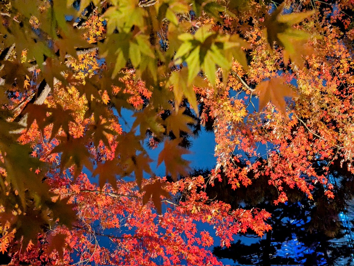 caramelnonchan's tweet photo. 広島　縮景園
紅葉ライトアップ🍁
池に映る紅葉が幻想的
2024.11.29
#紅葉🍁
#縮景園
#HITひろしま観光大使 https://t.co/CaR3iBgmhC