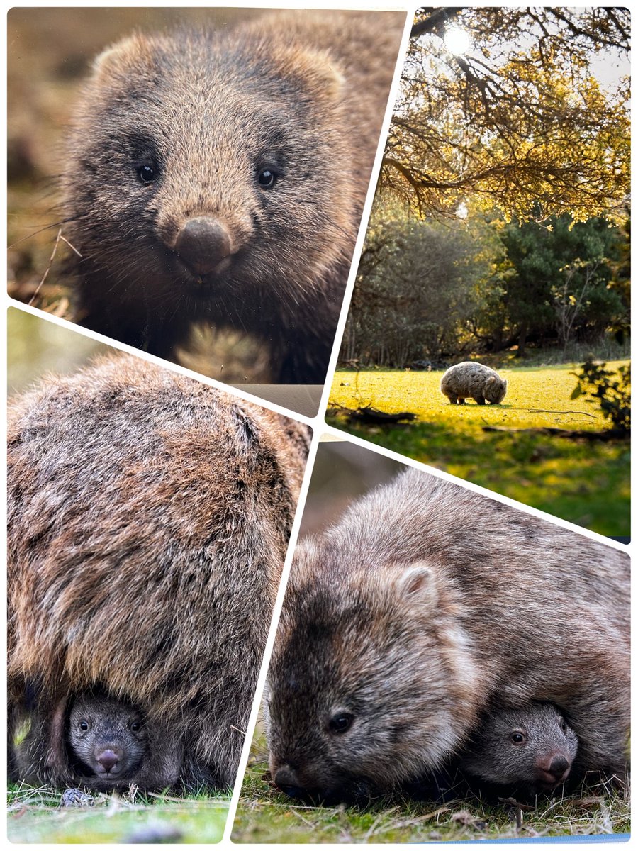 yoko6121's tweet photo. 昨日行ってきたZOO友さんの写真展。
野生のウォンバットの写真展。
古民家を利用した喫茶店の雰囲気と相まって、何とものどかな時間を過ごしてきました。

お店の中の写真はコメントに投稿します。 https://t.co/isjKqrY5b2