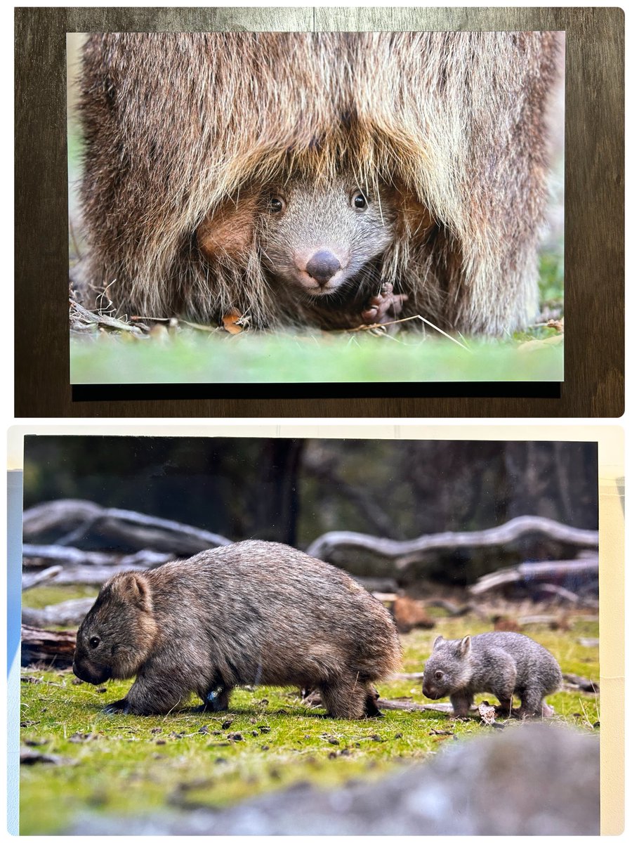 yoko6121's tweet photo. 昨日行ってきたZOO友さんの写真展。
野生のウォンバットの写真展。
古民家を利用した喫茶店の雰囲気と相まって、何とものどかな時間を過ごしてきました。

お店の中の写真はコメントに投稿します。 https://t.co/isjKqrY5b2