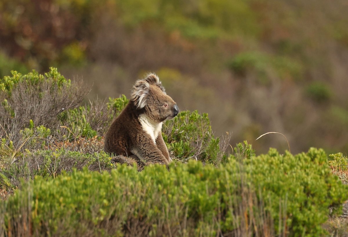 When I parked at Sleaford Bay, I got out of the car with my camera and thought to myself - oh, that's a strange looking rock over there. Hah! It wasn't a rock. It was a super cute koala! Just sitting there! 🐨 😊