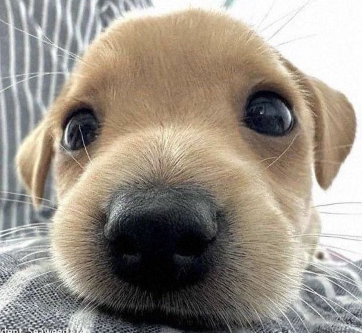 241030 꼬순내
#민혁 #MINHYUK #MONSTAX #몬스타엑스