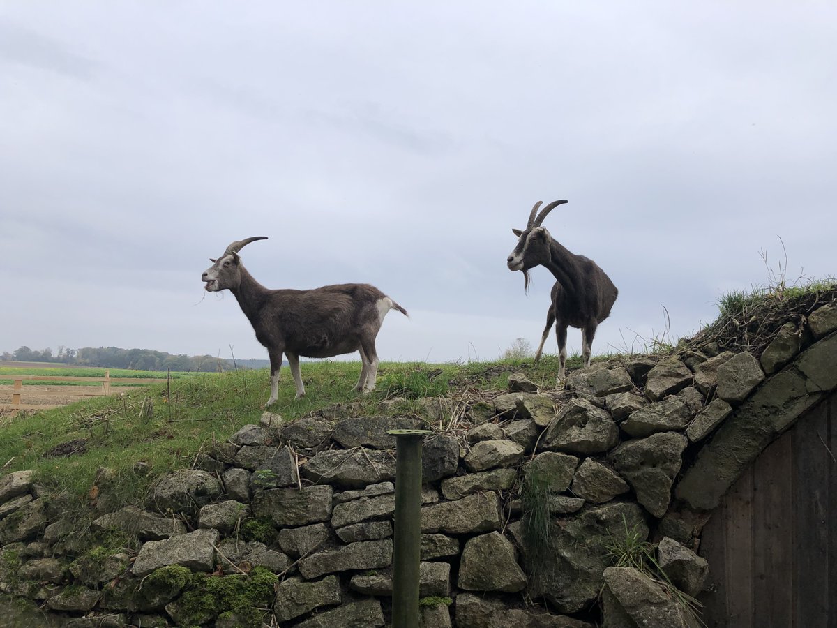 TDK_Corporation's tweet photo. 🐐🐏Recently, Team Members from different European locations and Group Companies joined forces to construct shelters for various farm animals. The event was organized as part of the annual TCDP program.

#TDK #TDKUnited #TCDP #volunteering #IVD2024 https://t.co/yLKfpIG1c2