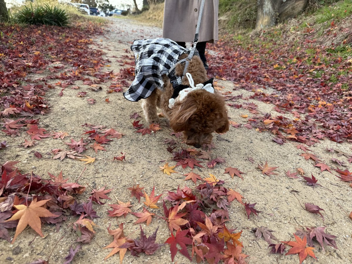 ケーキを食べた後はお散歩して秋の紅葉と冬の寒さ両方を感じたティティでした😊
#誕生日 
#おさんぽ　
#紅葉
#プードル
#プードルの居るくらし
