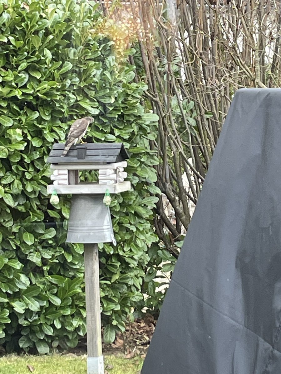 Kann mir jemand sagen was das für ein Vogel ist ? Sorry Bildqualität ist mies ich kam nicht so nah ran … der saß in unserem Garten auf dem Vogelhaus und brauchte wohl ein Päuschen