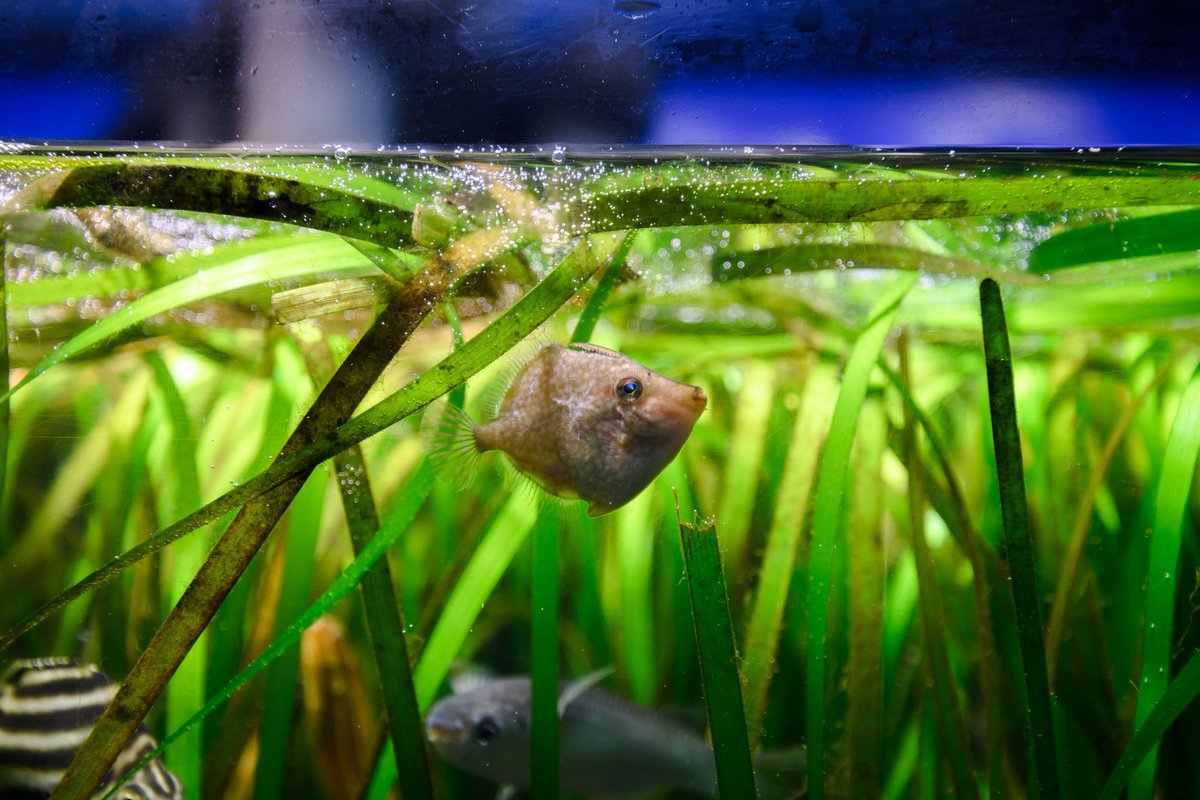 t_aqu_'s tweet image. 新江ノ島水族館は生き物も空間も最高だからとってもおすすめ!!
