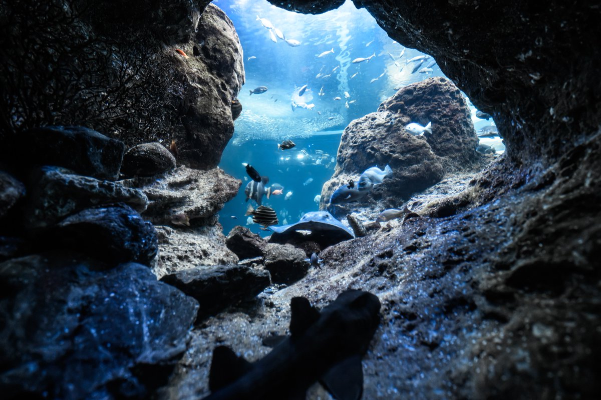 t_aqu_'s tweet image. 新江ノ島水族館は生き物も空間も最高だからとってもおすすめ!!