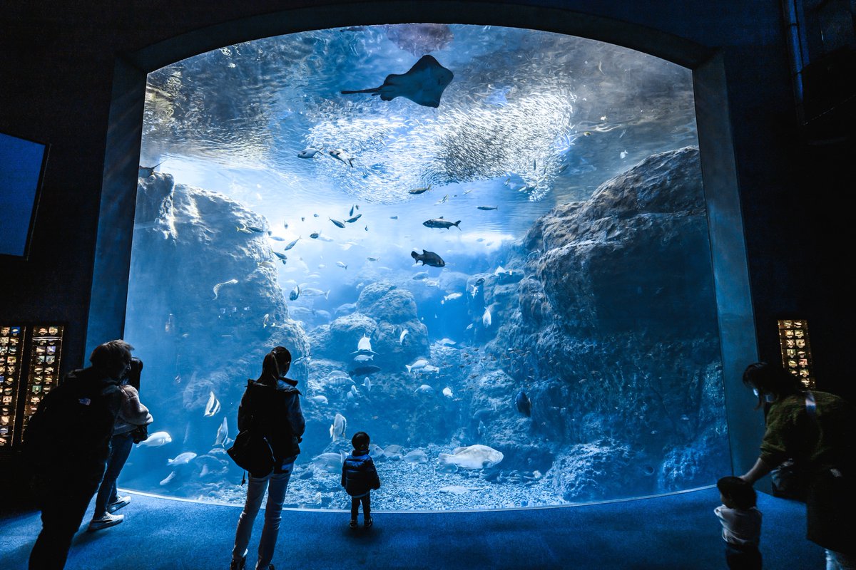 t_aqu_'s tweet image. 新江ノ島水族館は生き物も空間も最高だからとってもおすすめ!!
