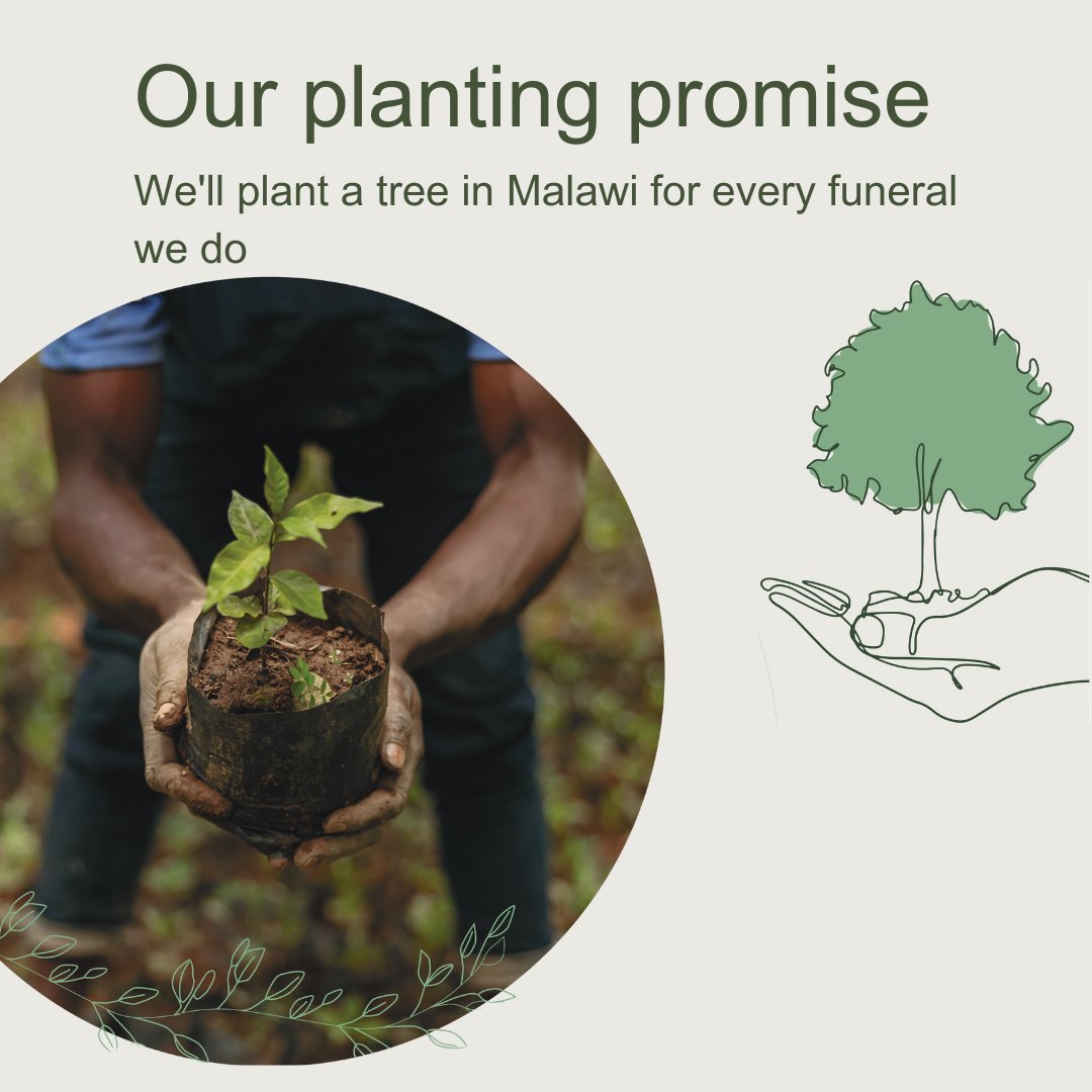 Today, we are shining a light on our committment to Malawi💚
Our Funeral Planting Promise has planted nearly 20,000 trees annually since 2022. This year, we’re expanding into Malawi, where reforestation empowers communities, improves food security &amp; restores habitats🌳