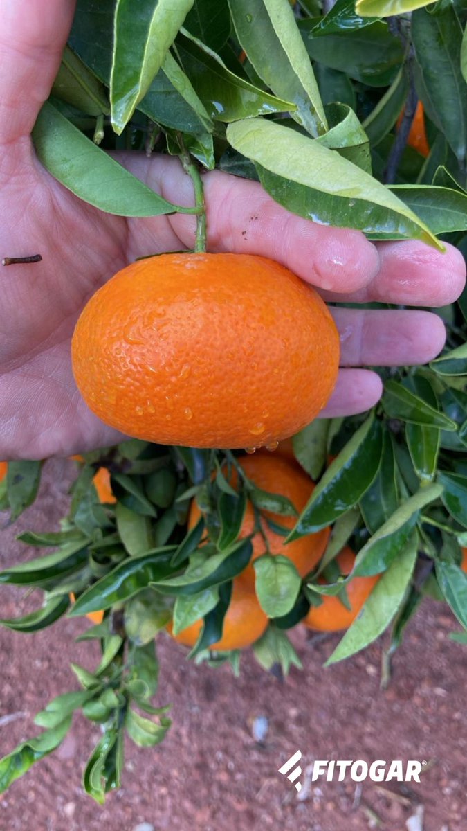 Fitogar_'s tweet photo. Árboles mandarina, variedad "Clemenvilla/Nova", en la comarca de L’Horta Nord (Valencia), con cosecha prevista de 45 Tm/Ha y calibre medio, (a fecha 15 de noviembre), de 66 mm. 

Por supuesto, parcela limpia de alternaria. Si necesitas asesoramiento, contáctanos. https://t.co/J6B1w9abge