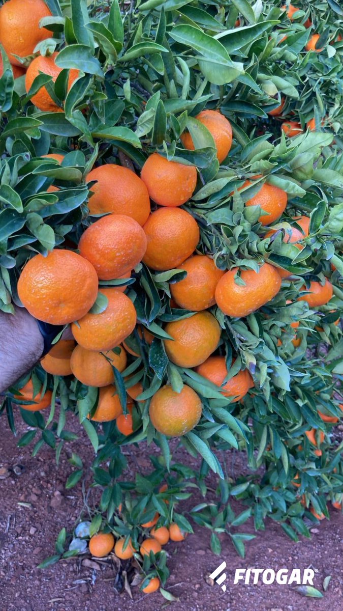 Fitogar_'s tweet photo. Árboles mandarina, variedad "Clemenvilla/Nova", en la comarca de L’Horta Nord (Valencia), con cosecha prevista de 45 Tm/Ha y calibre medio, (a fecha 15 de noviembre), de 66 mm. 

Por supuesto, parcela limpia de alternaria. Si necesitas asesoramiento, contáctanos. https://t.co/J6B1w9abge