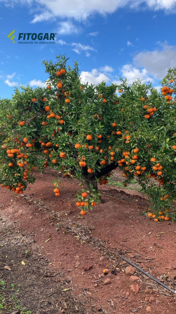 Fitogar_'s tweet photo. Árboles mandarina, variedad "Clemenvilla/Nova", en la comarca de L’Horta Nord (Valencia), con cosecha prevista de 45 Tm/Ha y calibre medio, (a fecha 15 de noviembre), de 66 mm. 

Por supuesto, parcela limpia de alternaria. Si necesitas asesoramiento, contáctanos. https://t.co/J6B1w9abge