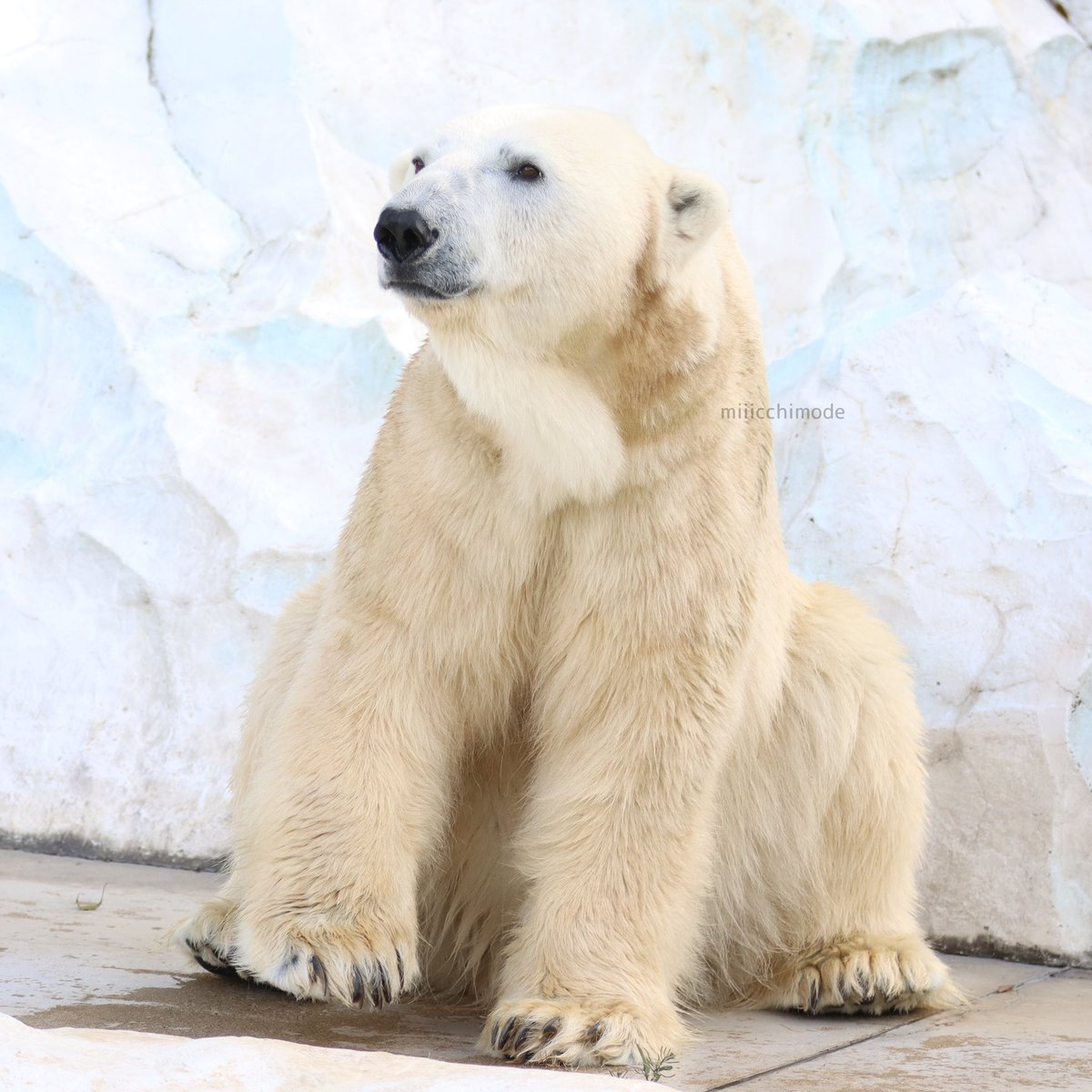 miiicchimode's tweet photo. 本日のイコロわんこ
いつもどおりのかわいさ
2024.12.5 撮影
#恩賜上野動物園
#上野動物園
#uenozoo
#ホッキョクグマとアザラシの海
#ホッキョクグマ
#polarbear
#イコロ
#ikor https://t.co/0RehMHrbXL