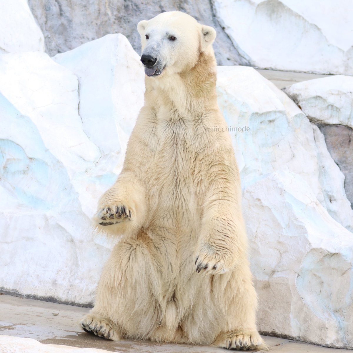 miiicchimode's tweet photo. 本日のイコロわんこ
いつもどおりのかわいさ
2024.12.5 撮影
#恩賜上野動物園
#上野動物園
#uenozoo
#ホッキョクグマとアザラシの海
#ホッキョクグマ
#polarbear
#イコロ
#ikor https://t.co/0RehMHrbXL