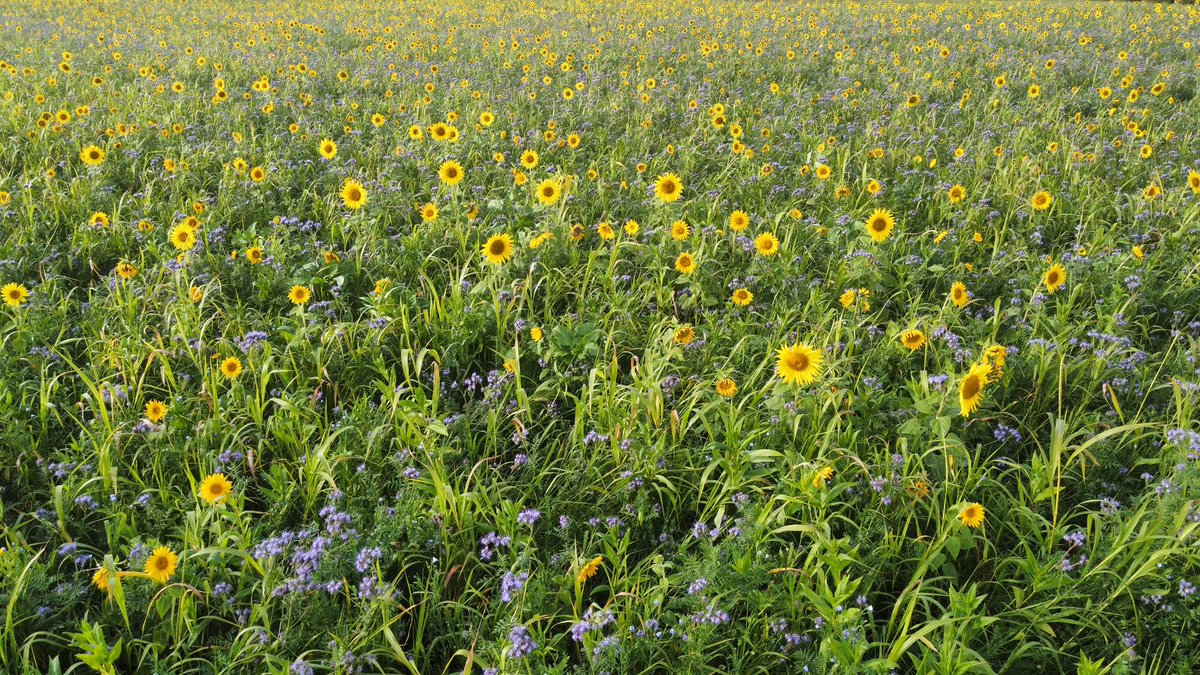 Heute ist #Weltbodentag. Die drei Prinzipien der konservierenden Landwirtschaft bilden die Grundlage für eine bodenaufbauende Landwirtschaft:
•Bodenruhe
•Bodenbedeckung
•Pflanzenartenvielfalt