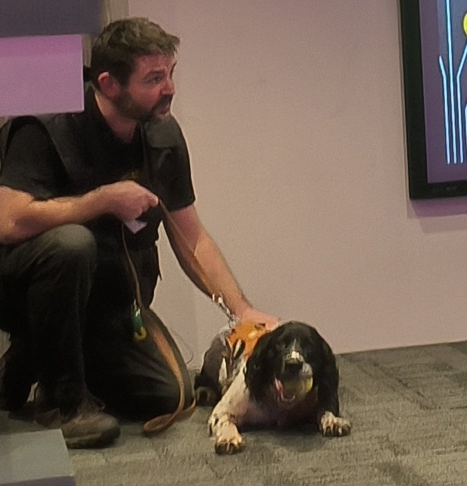 Henry one of the #DetectionDogs <a href="/Vk9consultant/">ConservationK9sUK</a> (&amp; Handler!) took to the conference floor to demonstrate his searching skills locating hidden feathers &amp; a satellite tag. #35thWildlifeCrimeConference