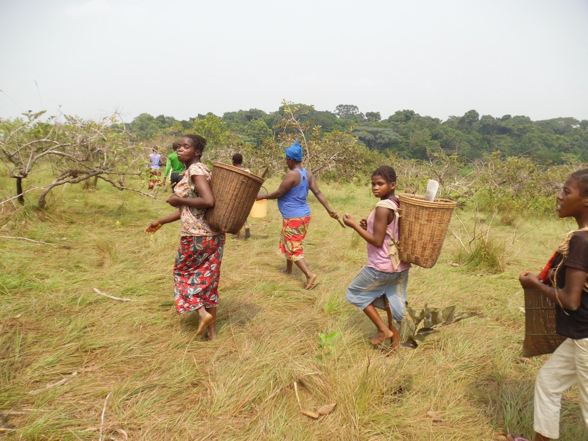 Nous sommes fiers d'annoncer que notre membre, l'ONG Mbou Mon Tour a été sélectionnée pour le programme #ThrivingForests !

 Ce programme vise à protéger et restaurer 1 Mha de forêts menacées en Afrique, Asie &amp; Amérique du Sud
En savoir plus : alliance-gsac.org/archives/4959